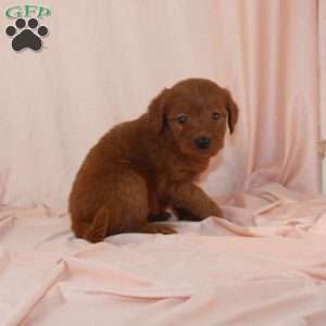 Wilma, Mini Goldendoodle Puppy